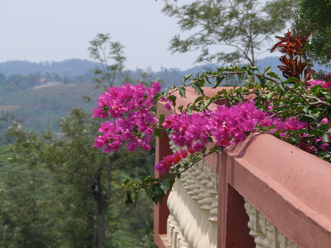 bougainvillier