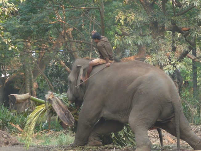 elephant_03