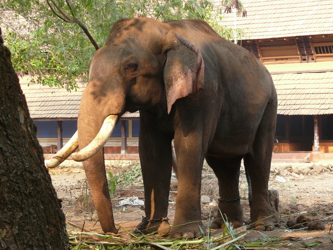 elephant_04