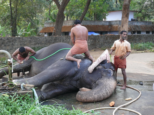 elephant_05