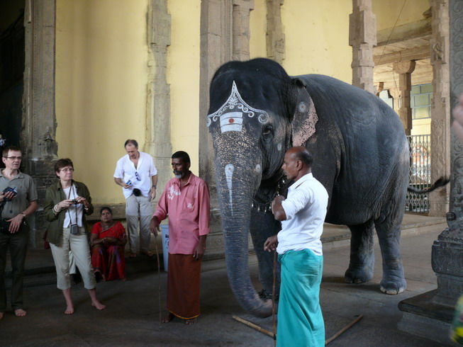 elephant_08