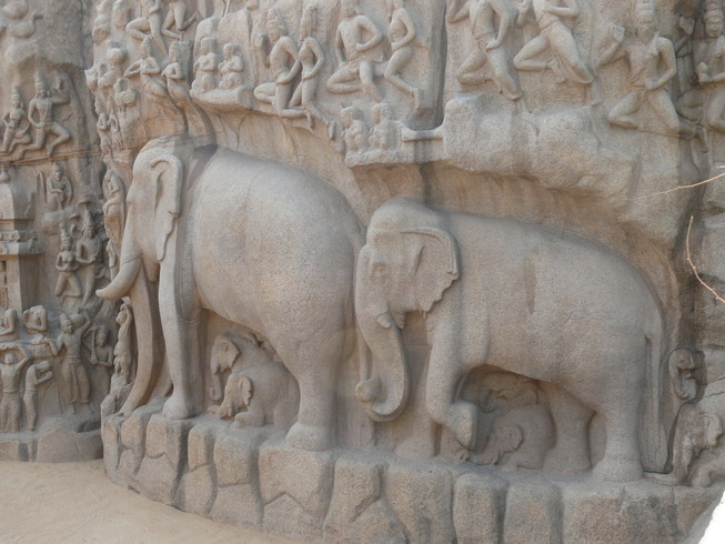 elephant_11