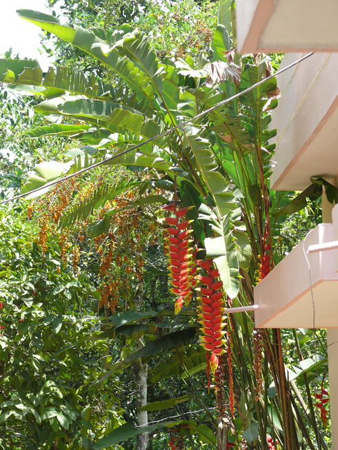 heliconia