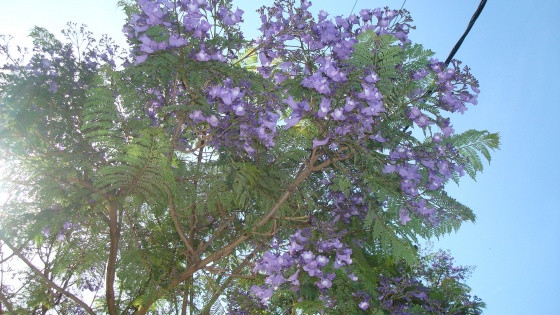 jacaranda