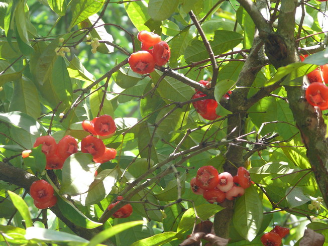 jambosier