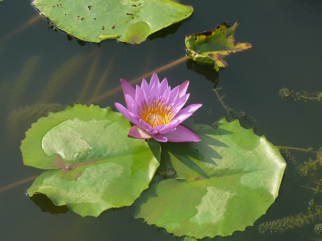 lotus
