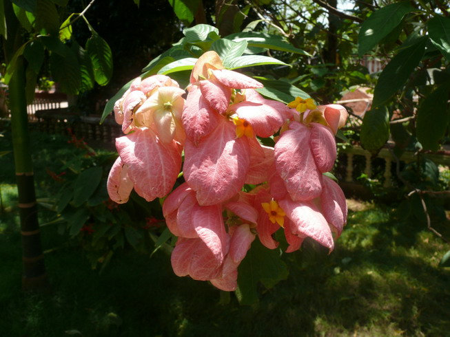 mussaenda