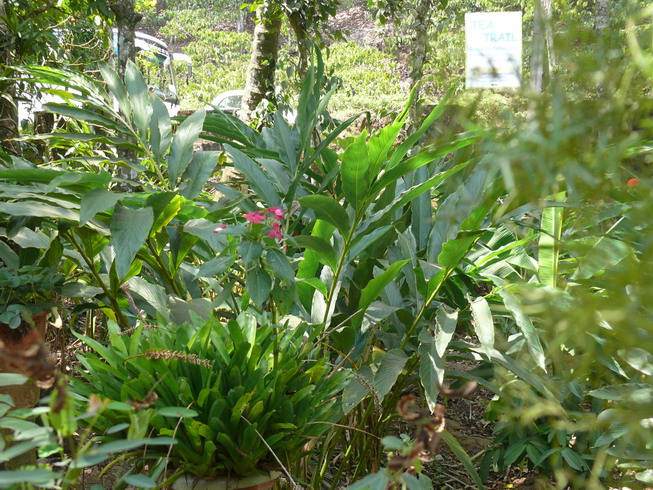 pervenche
